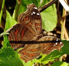 Junonia natalica natalica