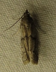 Vitula serratilineella