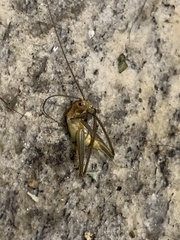 Oecanthus pini