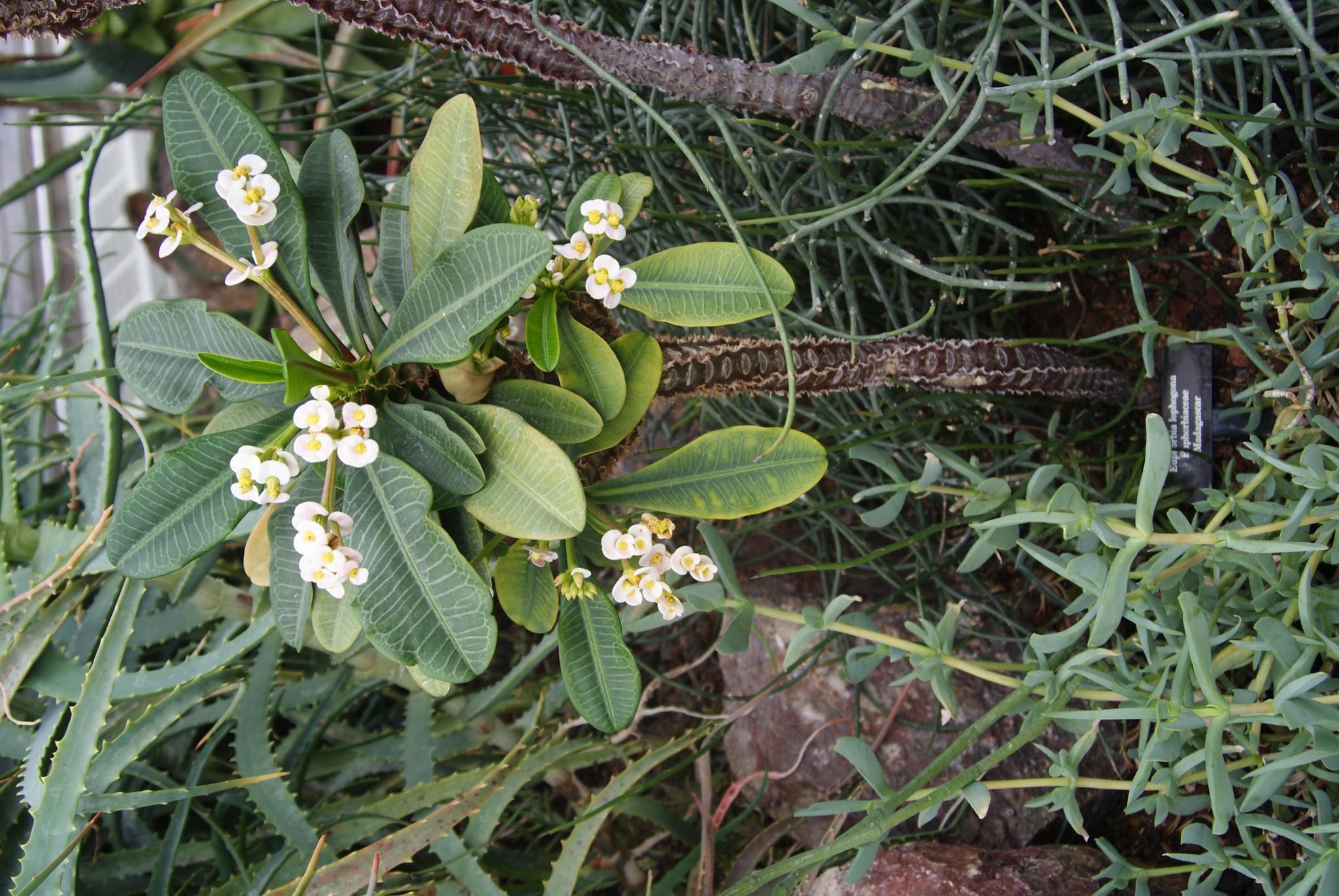 Euphorbia lophogona