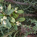 Euphorbia lophogona - Photo (c) Dallas Krentzel，保留部份權利CC BY