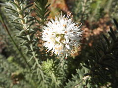 Stilbaceae