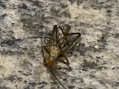 Oecanthus pini