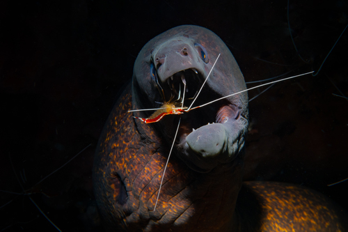 Yellow moray