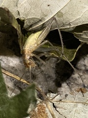 Oecanthus pini