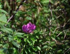 Rosa rugosa