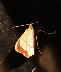 Chrysolarentia insulsata