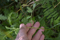 Astragalus cicer