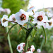 Euphorbia xanti - Photo (c) M. Dolly,  זכויות יוצרים חלקיות (CC BY-SA)