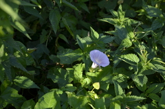 Calystegia sepium spectabilis