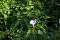 Calystegia sepium spectabilis