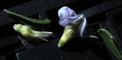 Psoralea candicans