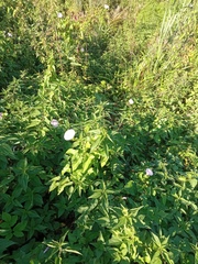Calystegia sepium spectabilis