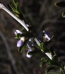 Psoralea candicans