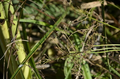 Scirpus sylvaticus