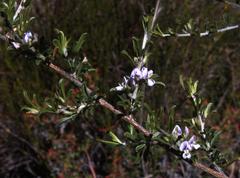Psoralea candicans