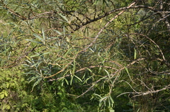 Hippophae rhamnoides