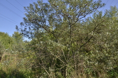 Hippophae rhamnoides