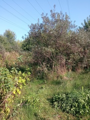 Hippophae rhamnoides