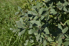 Lonicera tatarica