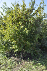Acer ginnala