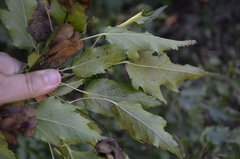 Acer ginnala