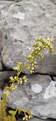 Sedum calcicola