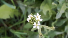 Turritis glabra
