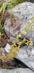 Sedum calcicola