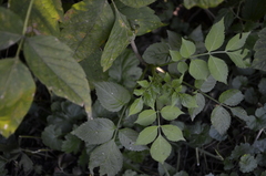 Sambucus nigra