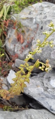 Sedum calcicola