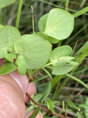 Hypericum tetrapetalum