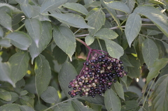 Sambucus nigra