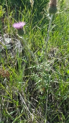 Cirsium wheeleri