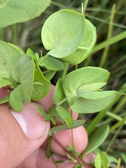 Hypericum tetrapetalum