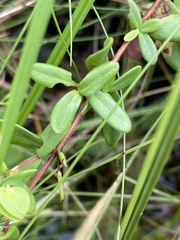 Hypericum tetrapetalum