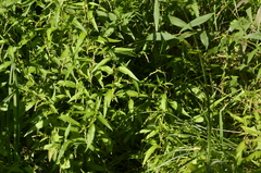 Persicaria hydropiper