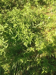 Persicaria hydropiper