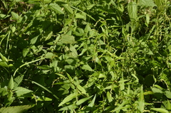 Persicaria hydropiper