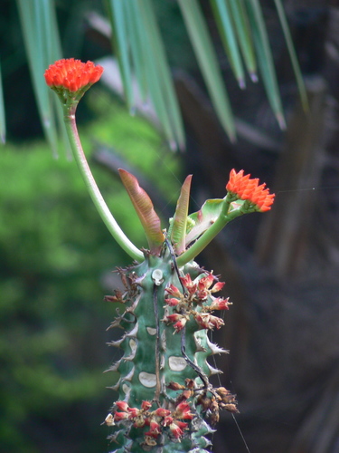 Euphorbia viguieri