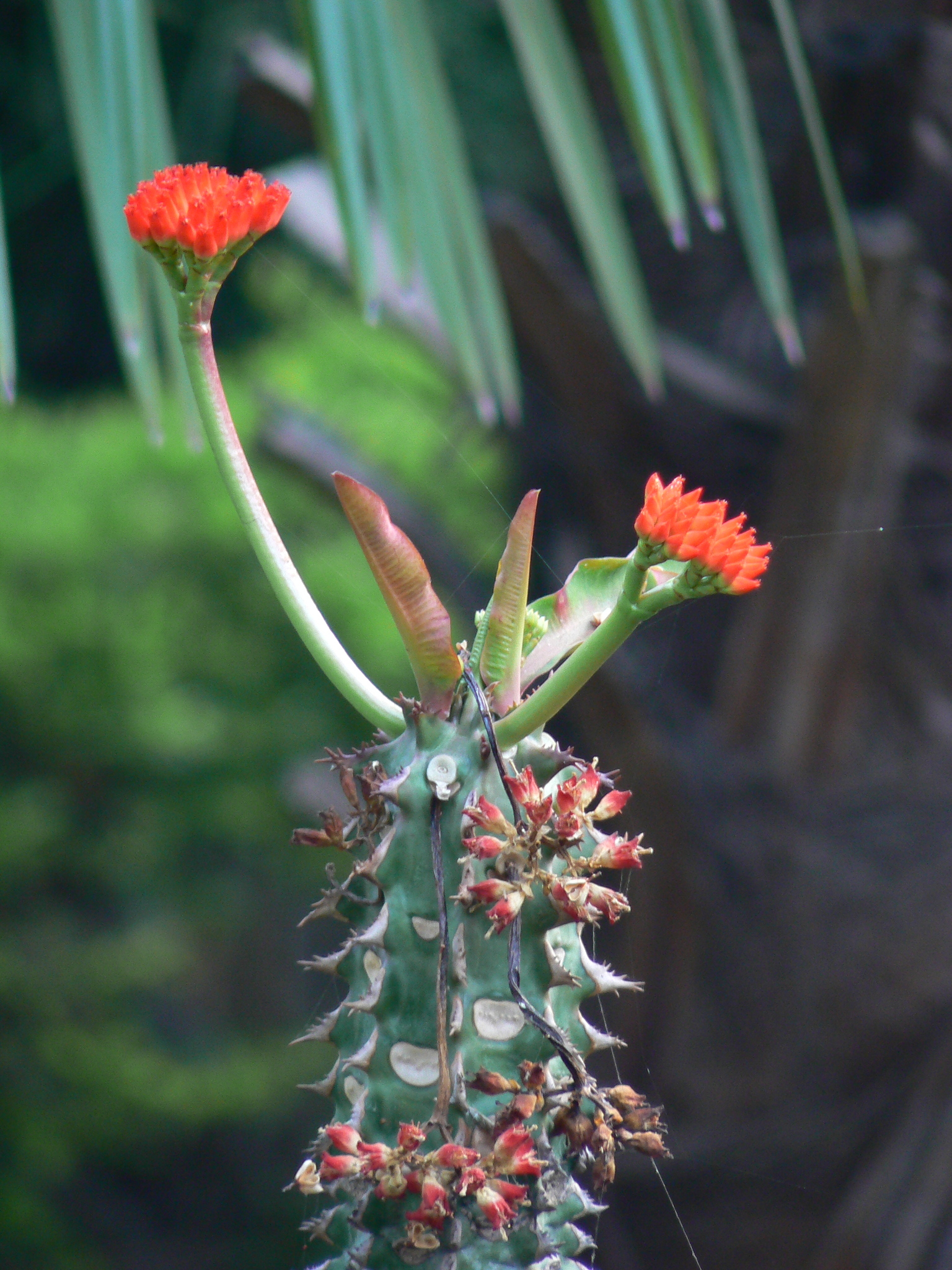 Euphorbia viguieri