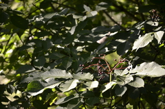 Sambucus nigra