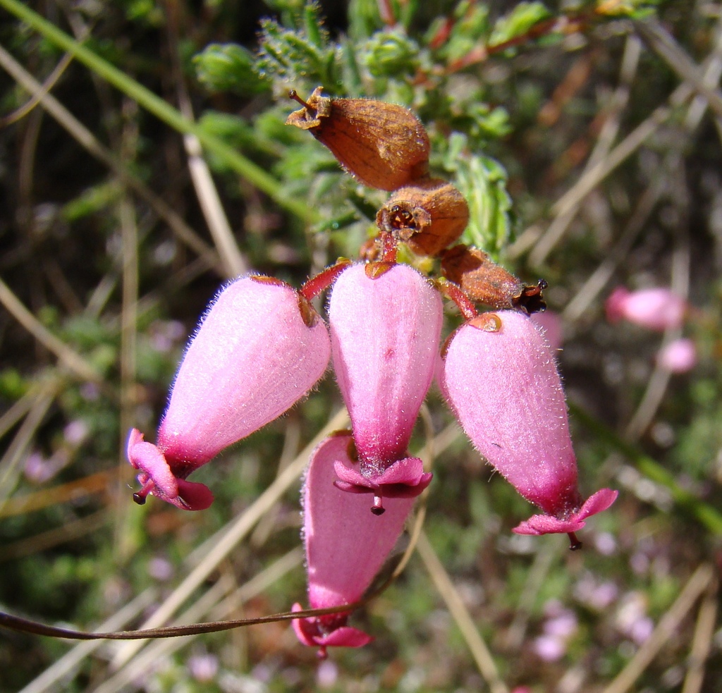 Clammy Heaths