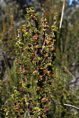 Cliffortia micrantha