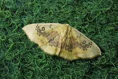 Cyclophora lennigiaria