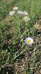 Erigeron formosissimus