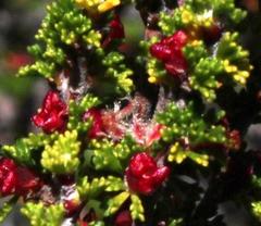 Cliffortia micrantha
