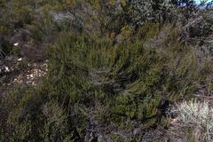 Cliffortia micrantha