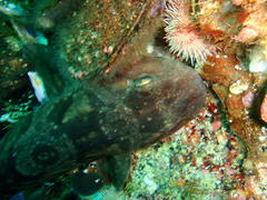 Haploblepharus pictus