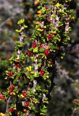 Cliffortia micrantha